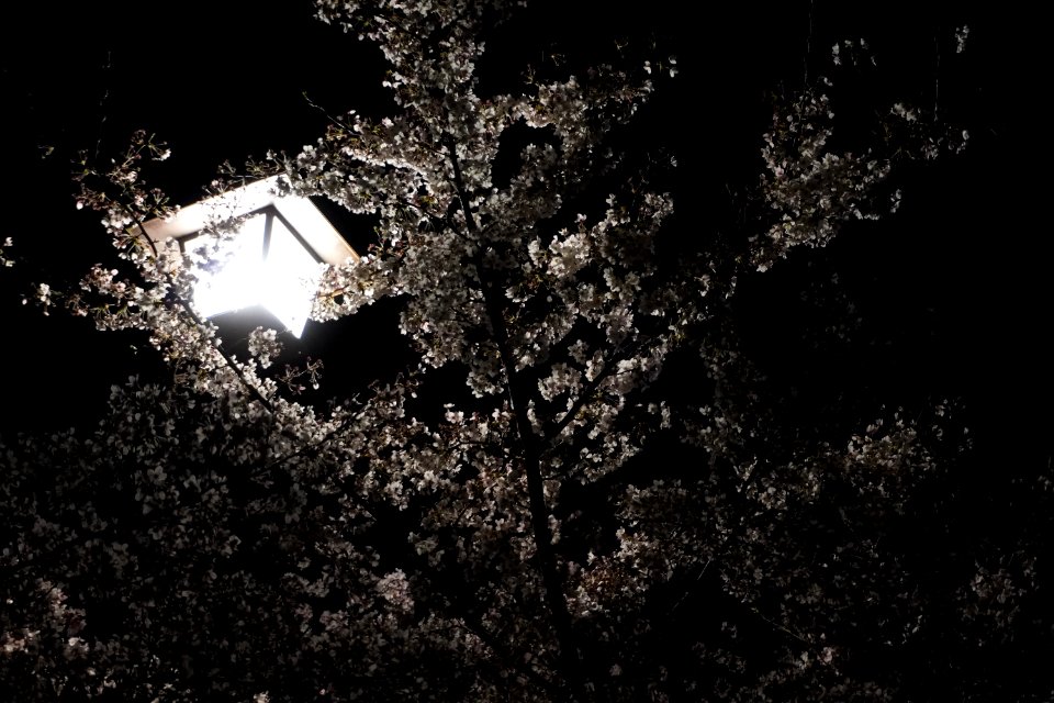 Cherry blossoms at night (Yozakura, 夜桜)