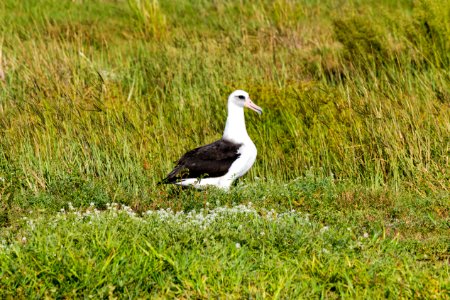 One of the first Laysan albatrosses (Phoebastria immutabilis) to return for the mating season photo