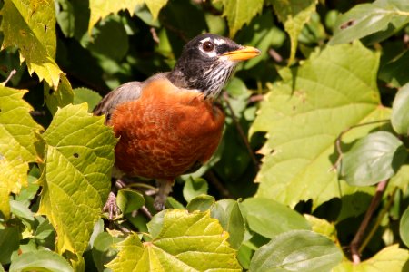 Robin