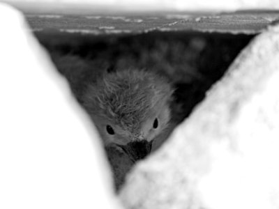 A wedge-tailed shearwater (Ardenna pacifica) chick is barely visible under the rubble its nest has been built under photo