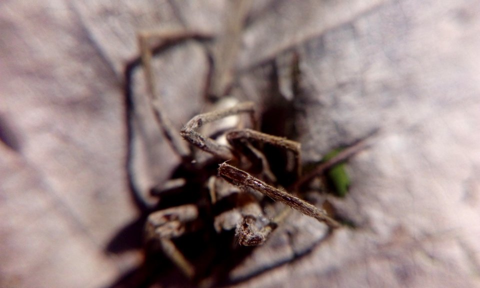 Spider