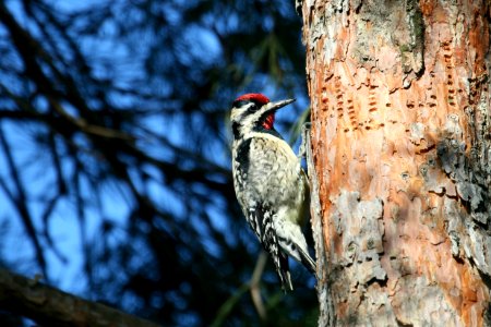 Yellow-bellied sapsucker photo