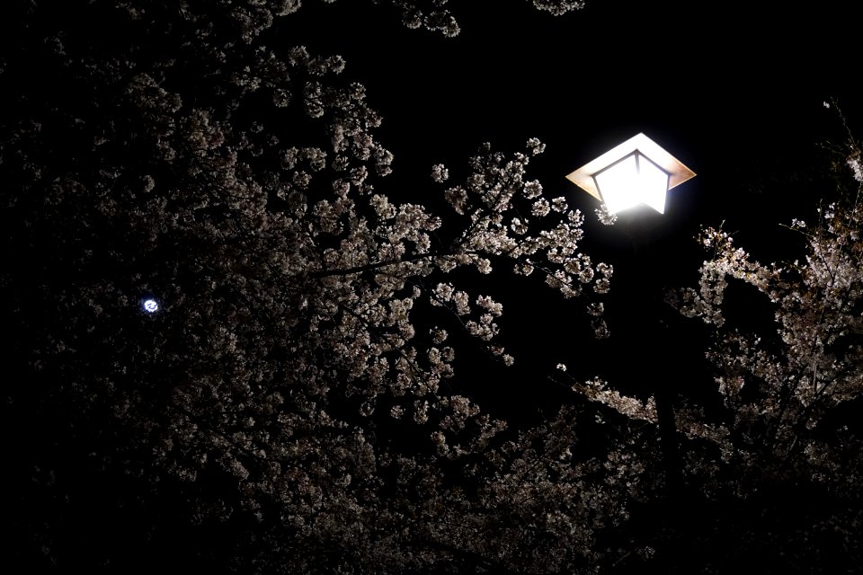 Cherry blossoms at night (Yozakura, 夜桜)