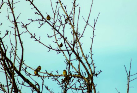 Jilgueros (Spinus barbatus)