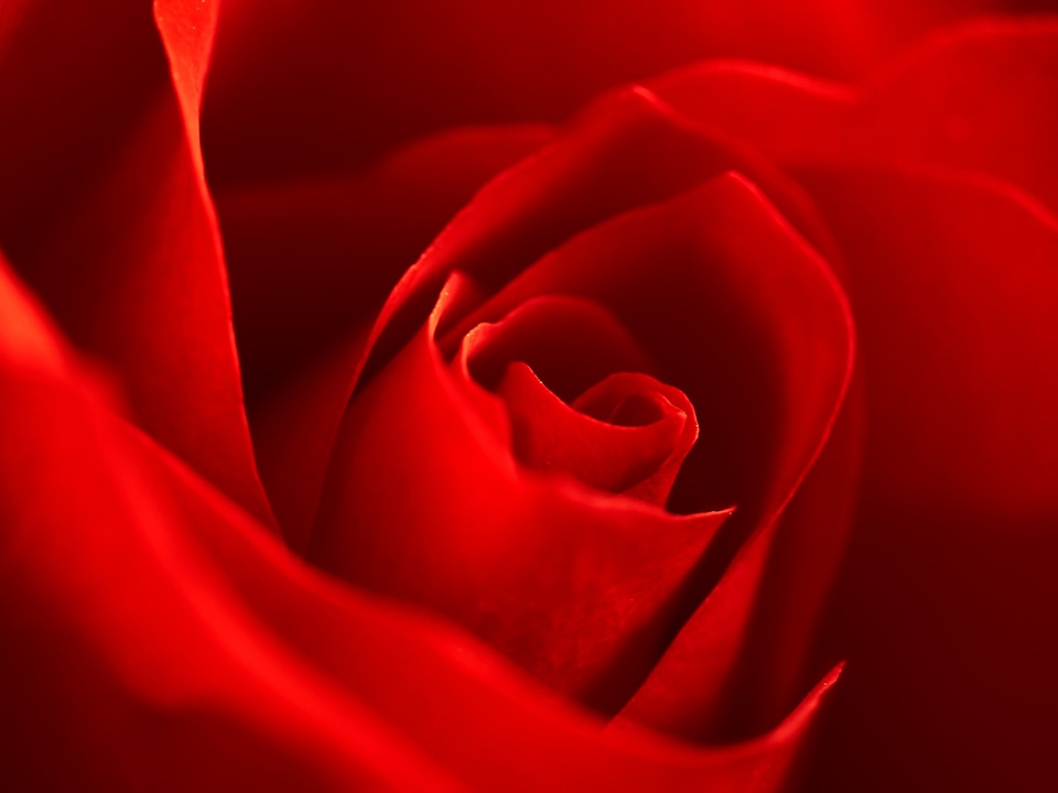 Blossom bloom petals
