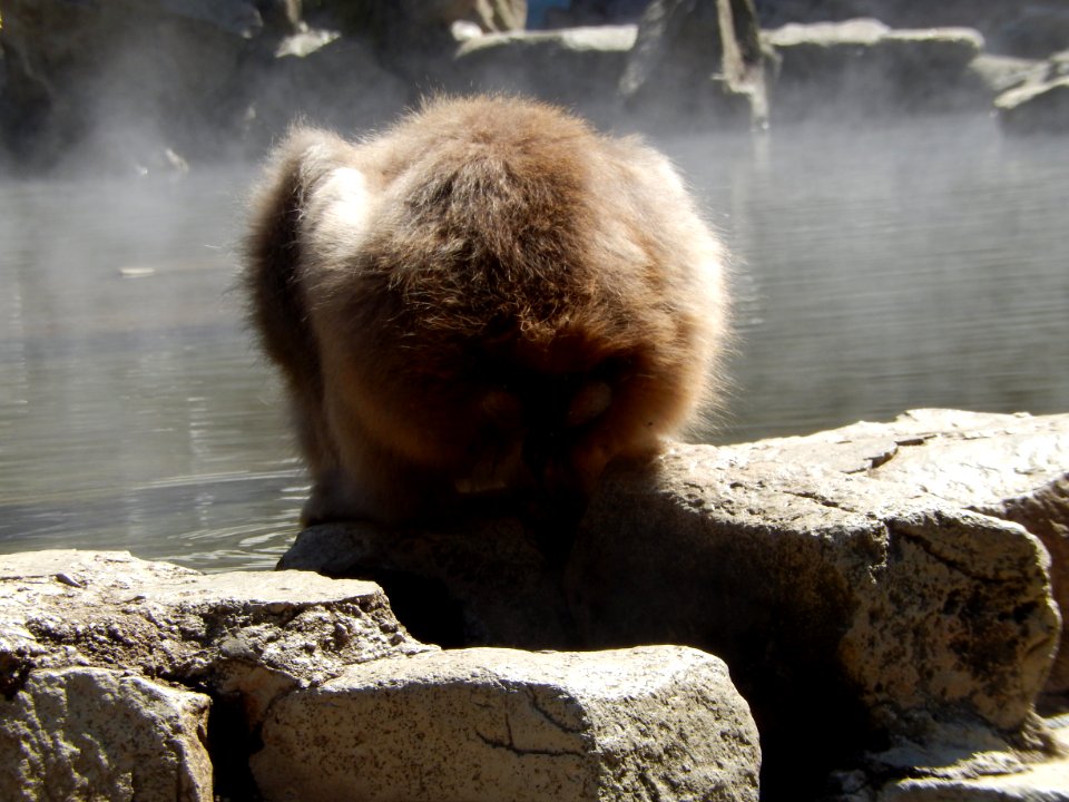 Jigokudani yaen-koen