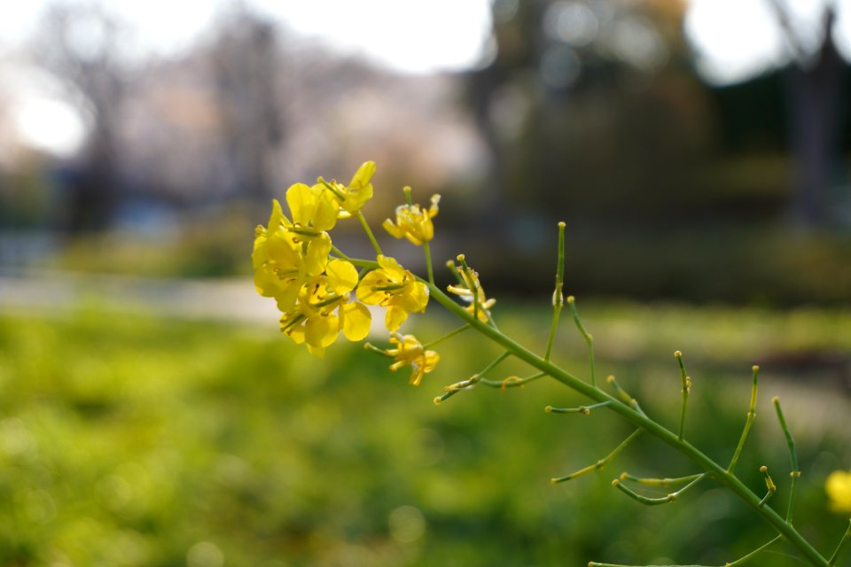 Something yellow flower