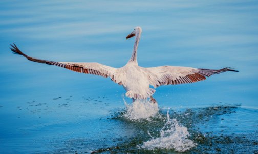 Pelican