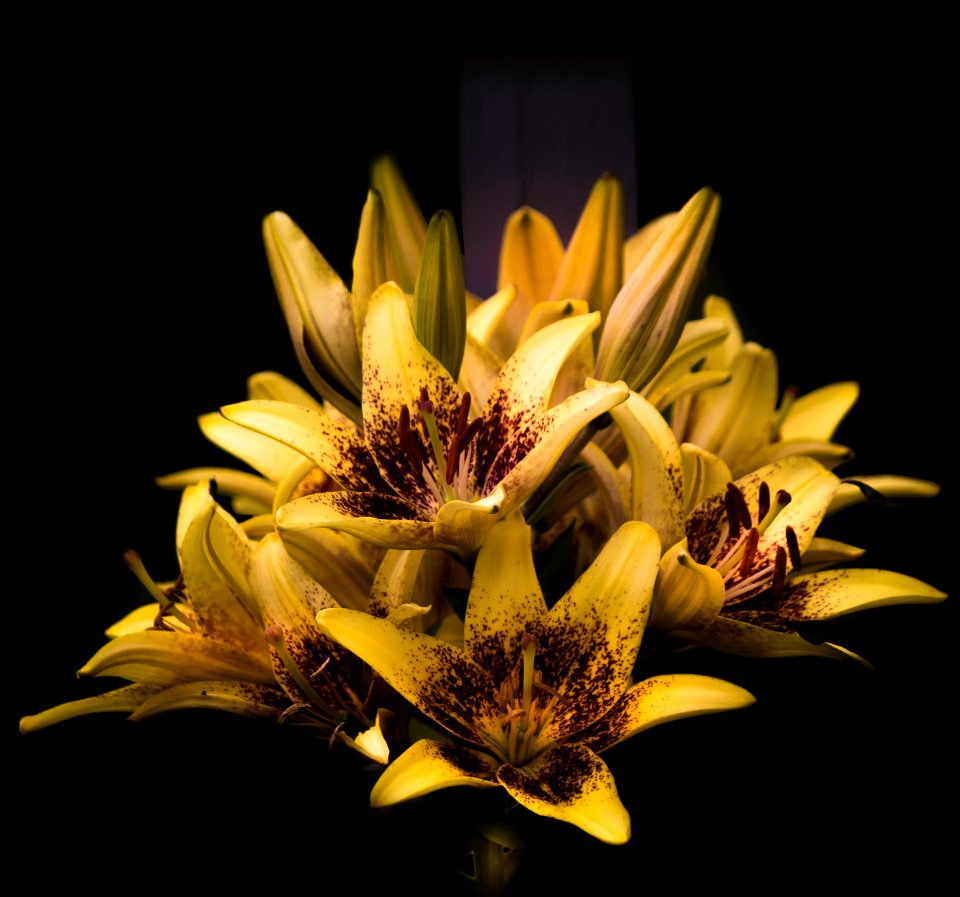 Low Key Day Lilies
