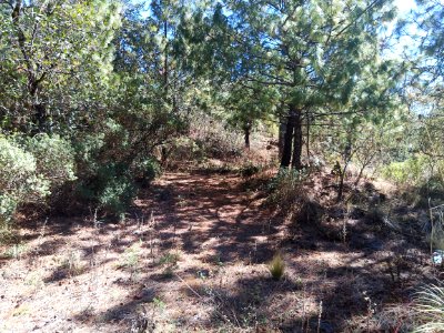 SEIARN_SEIF_HUITZILAC_COAJOMULCO_IMG_20210203_114011