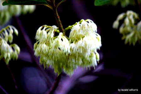 Wild flowers from a tree by iezalel williams - IMG_2938 - Canon EOS 700D photo