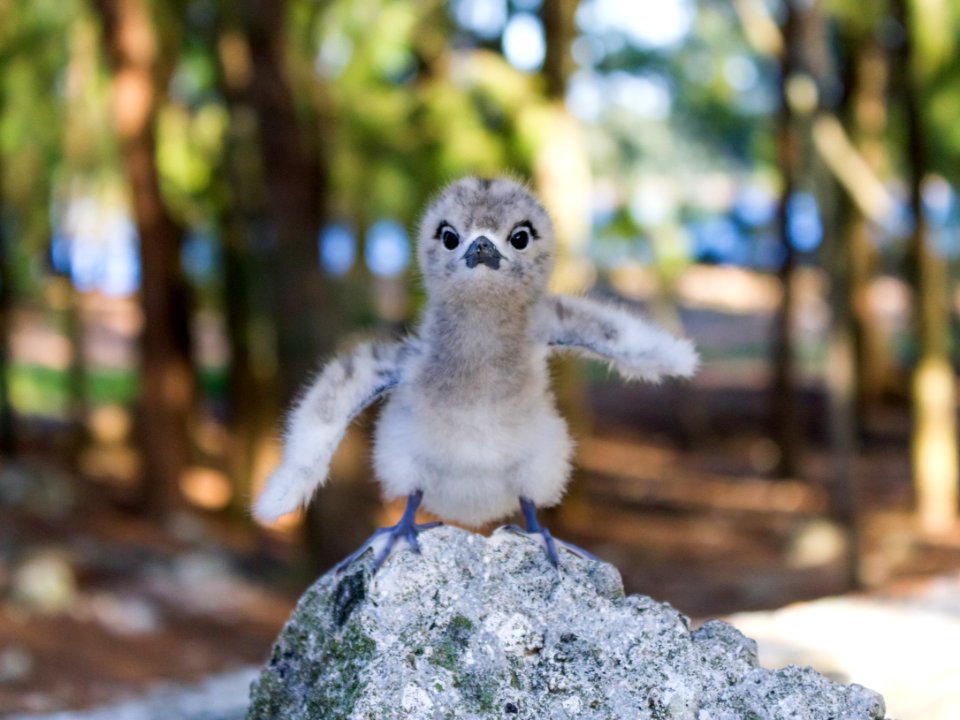 A precocious white tern (Gygis alba) chick