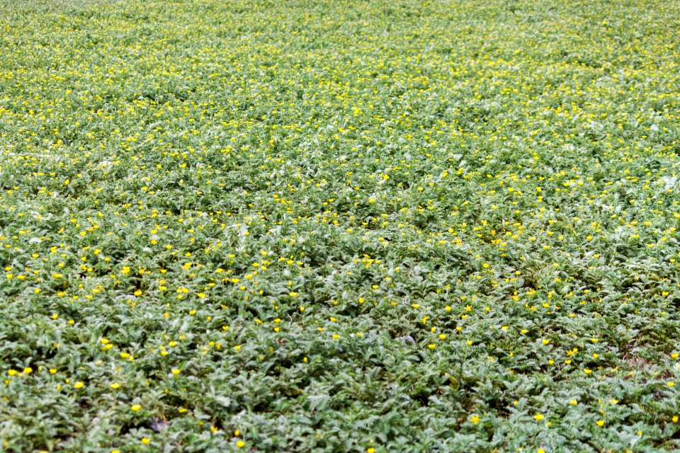 A large patch of Nohu (Tribulus cistoides) on Eastern Island
