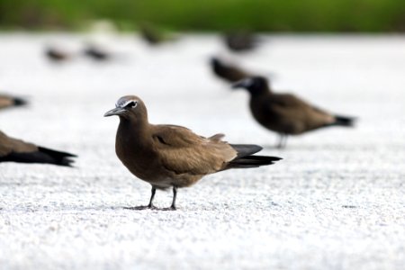 Brown noddies (Anous stolidus) hanging out at the end of the runway