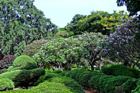 Park Garden Botanical Garden Greenery Lal Bagh
