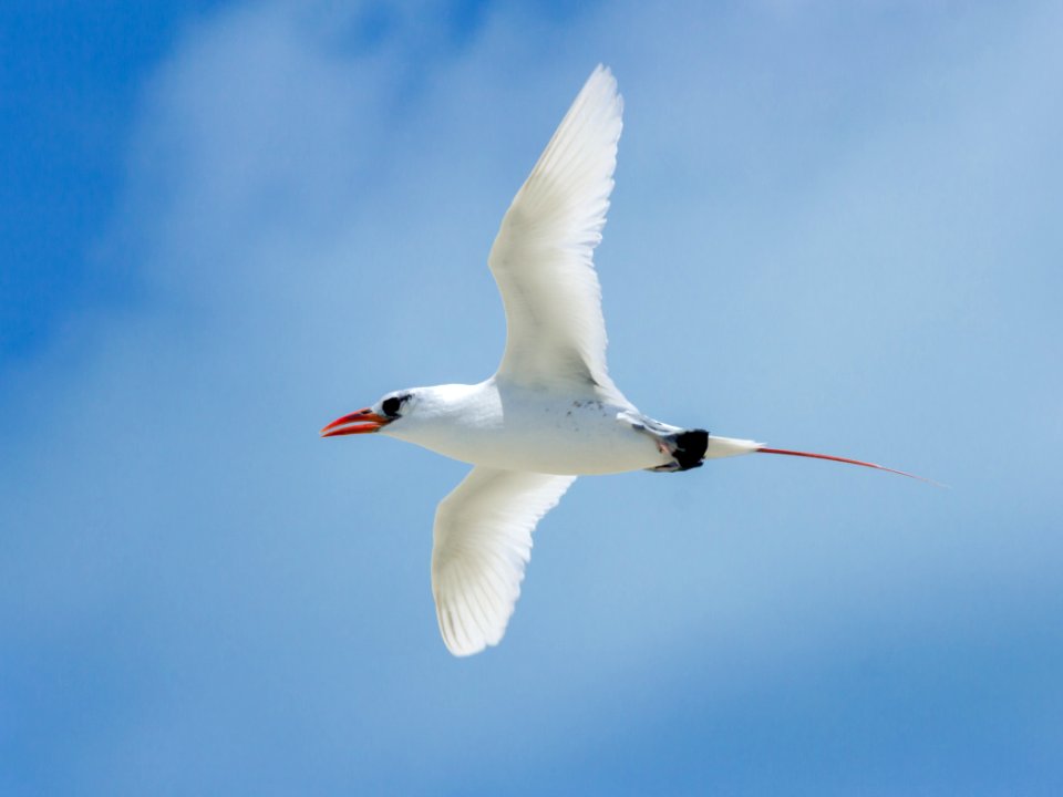Red-tailed tropicbird (Phaethon rubricauda) in flight