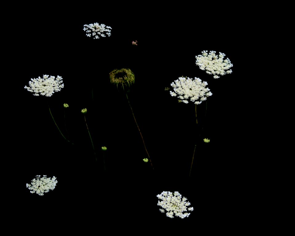 Low Key Queen Anne's Lace