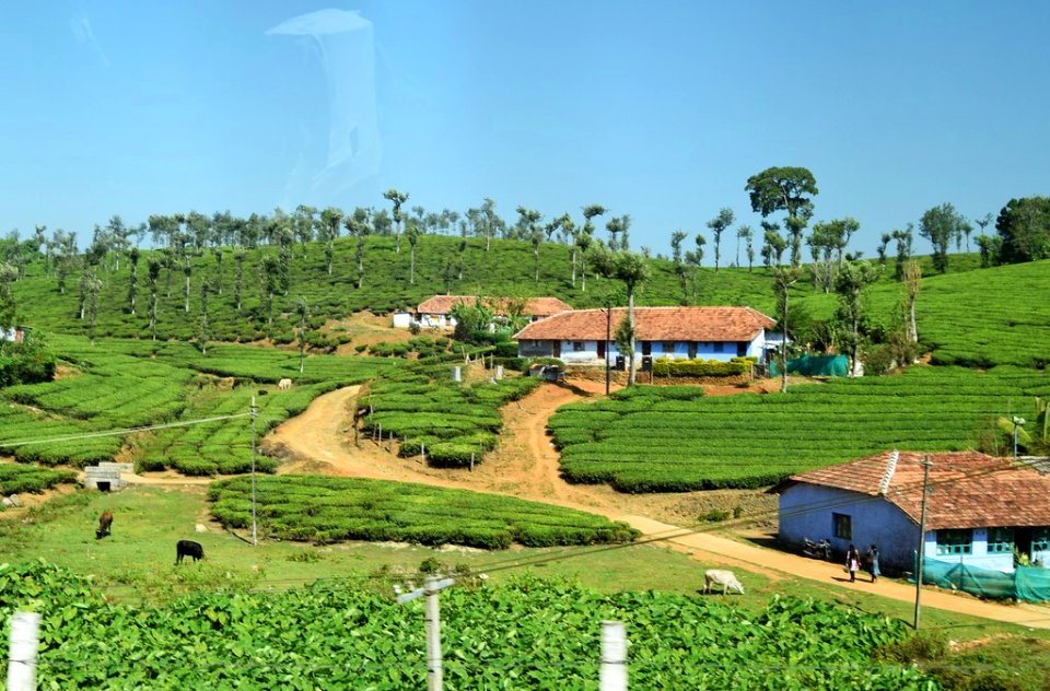 Kumarakom, Tea growing area.