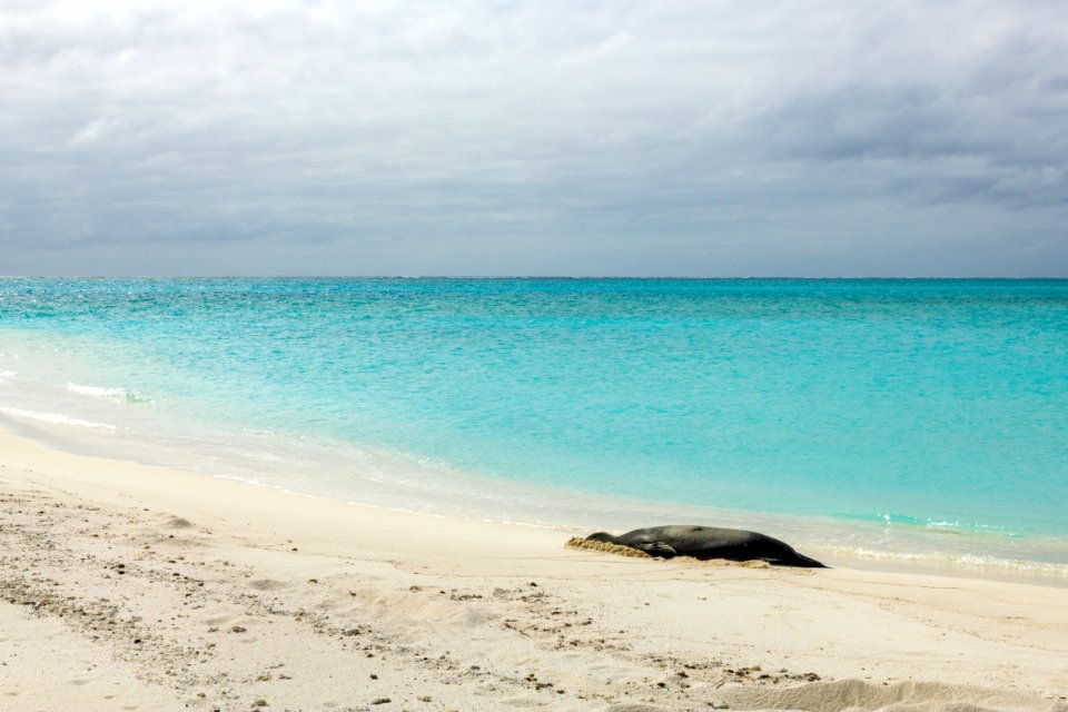 This photo of a Hawaiian monk seal (Neomonachus schauinslandi) resting on the beach was published in the Dec. 2014 issue of WIRED Magazine. Photo taken from a distance of at least 50 feet.