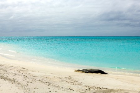 This photo of a Hawaiian monk seal (Neomonachus schauinslandi) resting on the beach was published in the Dec. 2014 issue of WIRED Magazine. Photo taken from a distance of at least 50 feet.
