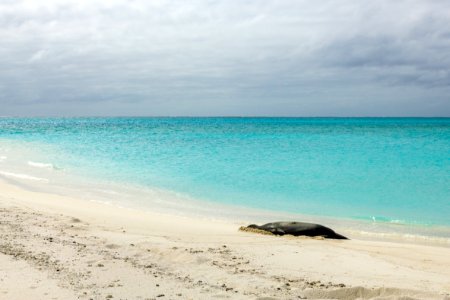 This photo of a Hawaiian monk seal (Neomonachus schauinslandi) resting on the beach was published in the Dec. 2014 issue of WIRED Magazine. Photo taken from a distance of at least 50 feet. photo