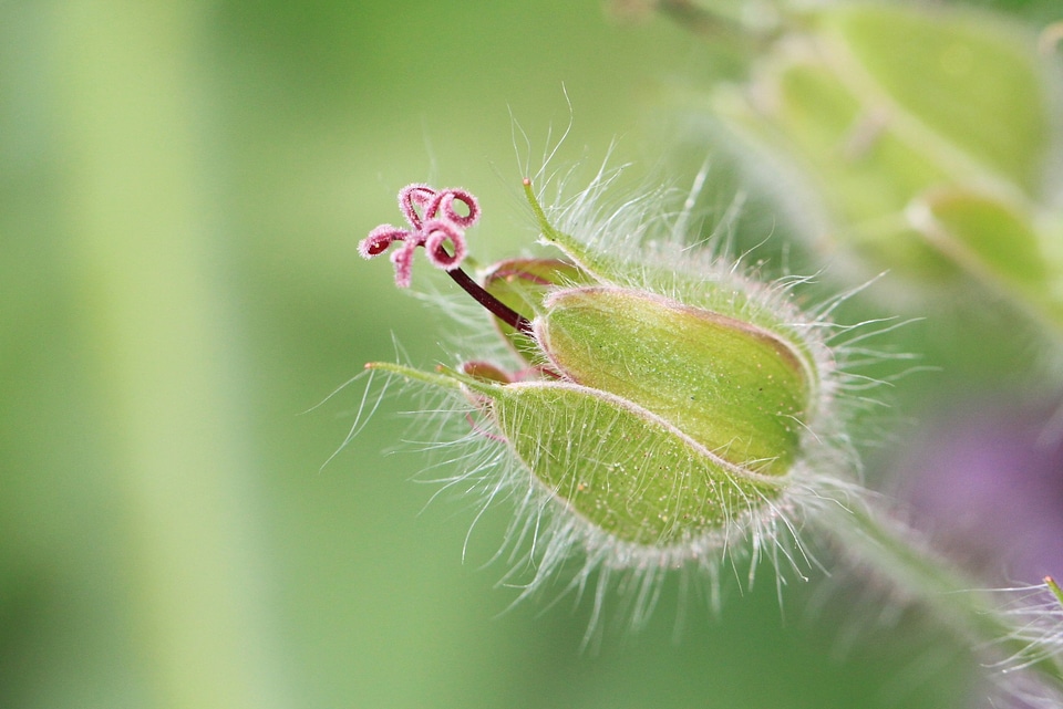 Flower plant nature