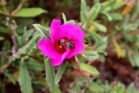 Rosa nitida con abeja