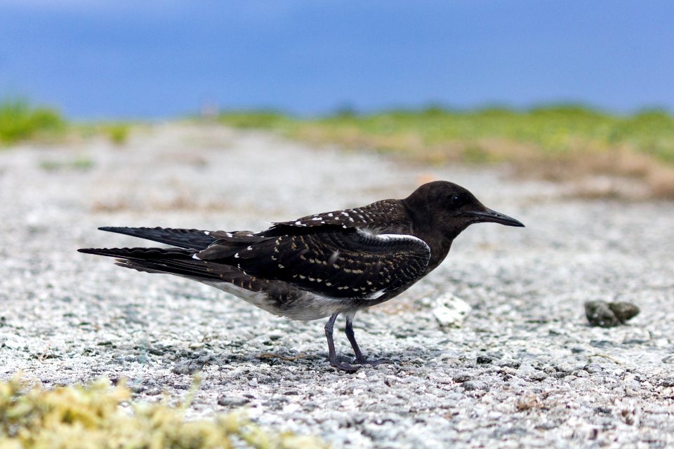 A juvenile sooty tern (Onychoprion fuscatus) on Eastern Island