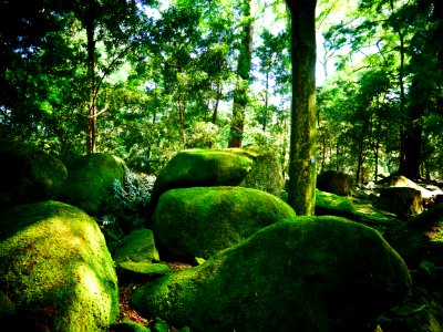 Botanic Gardens - stationary rocks will gather moss