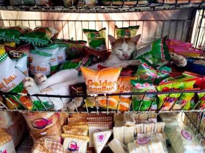 Shop closed for today.  Lemme sleep 😹