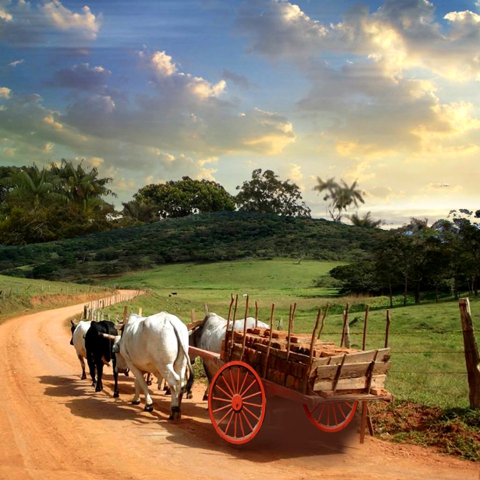 Ox cart photo