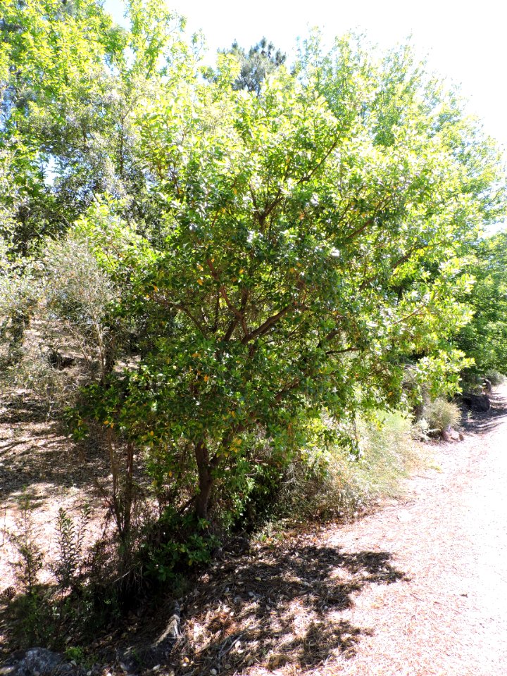 Madroño. Fuenteheridos (Huelva).