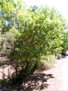 Madroño. Fuenteheridos (Huelva). photo