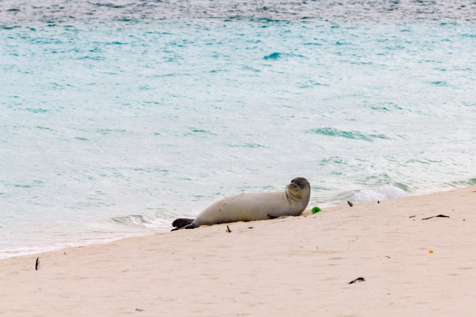 A Hawaiian monk seal (Neomonachus schauinslandi) rolls on the beach. Photo taken from a distance of at least 50 feet.