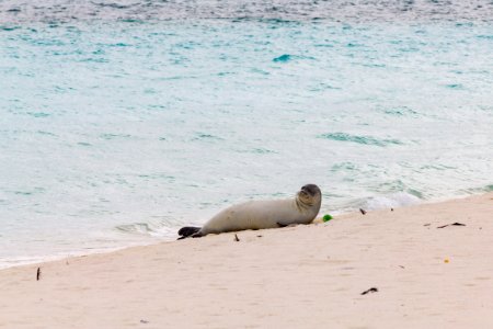 A Hawaiian monk seal (Neomonachus schauinslandi) rolls on the beach. Photo taken from a distance of at least 50 feet. photo