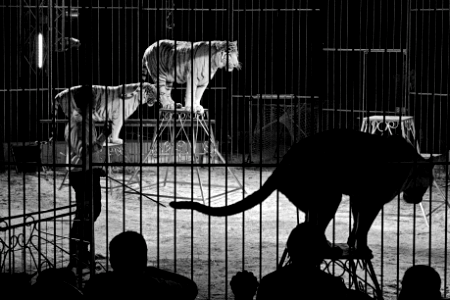 tigers in circus