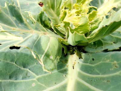 Diamondback moth larvae in cabbage.
