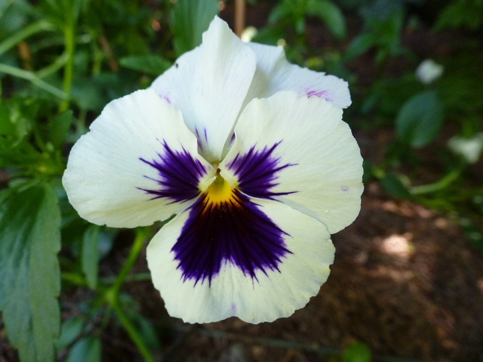 Plant natural blossom