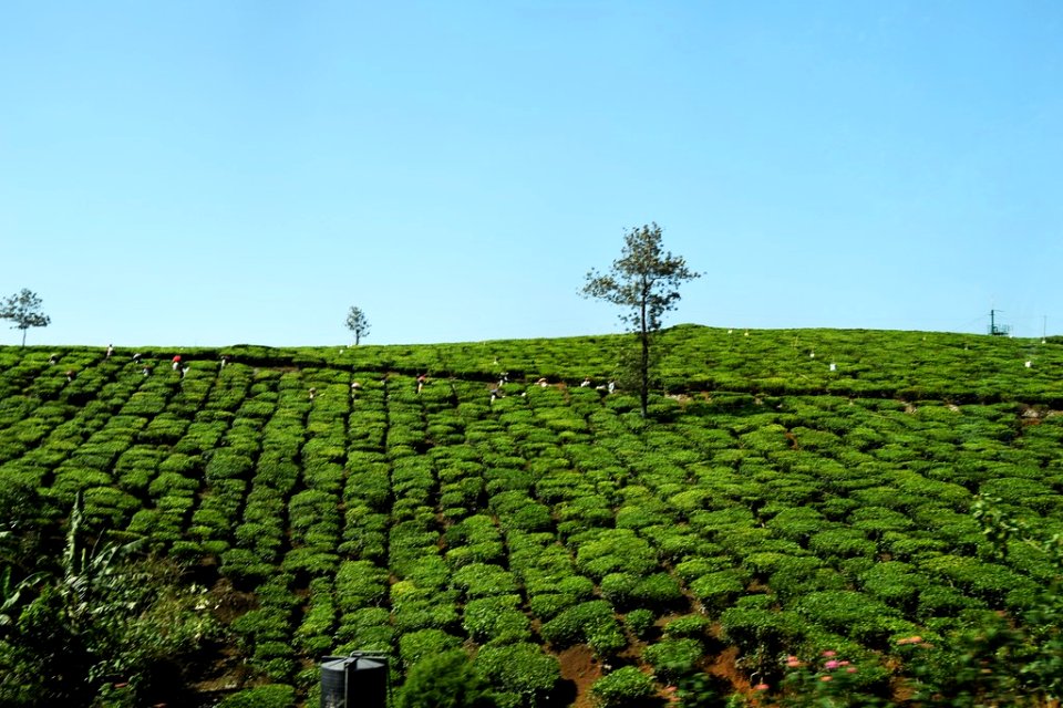 Kumarakom Kerala Tea