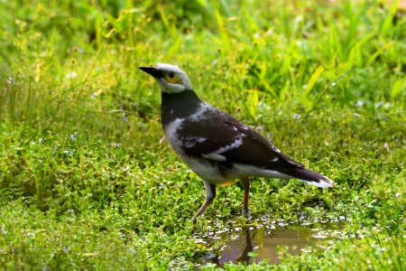 黑領椋鳥 Black-collared Starling