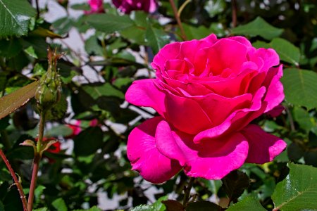 Canon FD 35-105mm 3f5 Makro an Sony A6000 rose sonnig