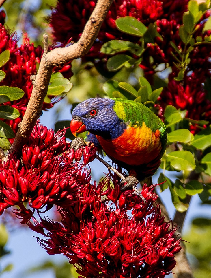 Bird australian wild