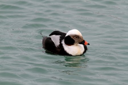 Another shot of the Long-tailed Duck