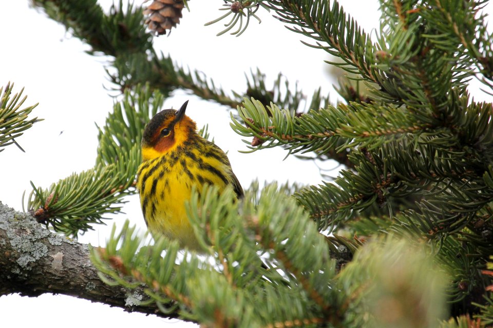 Cape May Warbler at Lake Park