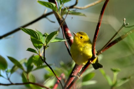 Wilson's Warbler