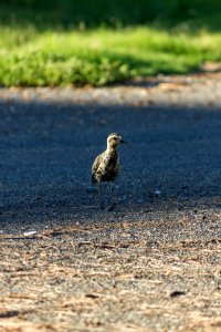 A Pacific golden plover (Pluvialis fulva) stands in the sun