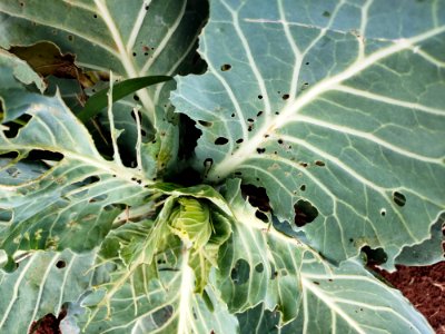 Diamondback moth larvae in cabbage.