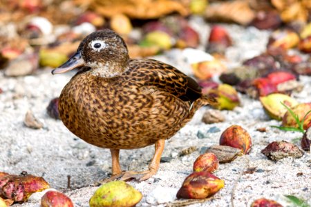 An adult female Laysan duck (Anas laysanensis) forages in front of the Chugach office among the fallen nuts