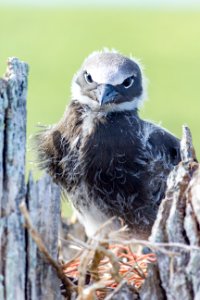 A brown noddy (Anous stolidus) chick photo