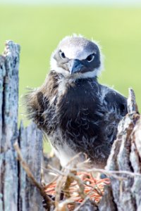 A brown noddy (Anous stolidus) chick